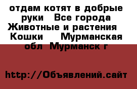 отдам котят в добрые руки - Все города Животные и растения » Кошки   . Мурманская обл.,Мурманск г.